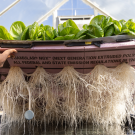 Lettuce with roots