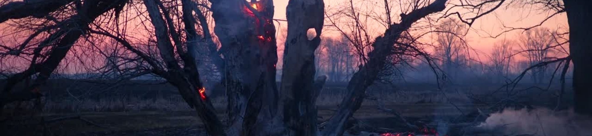 tree on fire